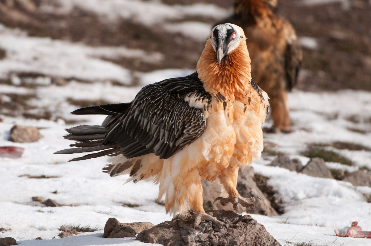 Gypaetus Barbatus, Lammergeier